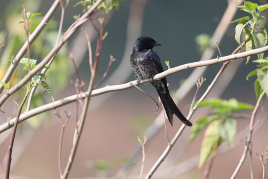 The black drongo (Dicrurus macrocercus albirictus) is a small Asian passerine bird of the drongo family Dicruridae. This photo was taken in North India.