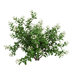 Obraz premium Cherry blossom branch with flowers isolated
