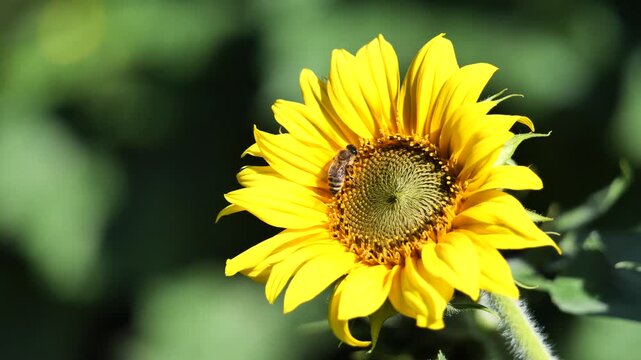 Nahaufnahme einer Biene auf einer bl&uuml;henden Sonnenblume