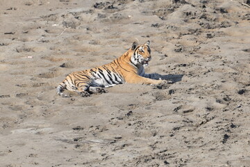 Fototapeta premium Bengal tiger is a population of the Panthera tigris tigris subspecies. It ranks among the largest of wild cats. It is distributed from India, southern Nepal, Bangladesh, Bhutan to Southwestern China.