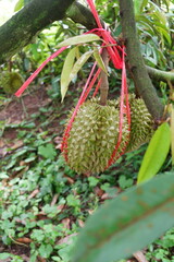 Fototapeta premium Thai premium mineral water durian hanging on tree supported by red string.