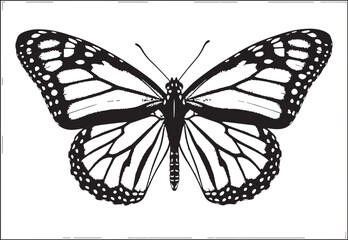 Monarch butterfly in black and white vector illustration against clean white background for design © SD DESIGN STUDIO
