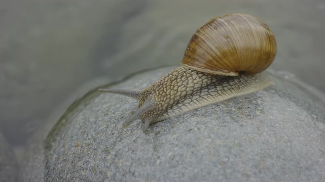 Snail slowly moves across a smooth, rounded stone surface, showcasing its textured shell and body in a natural outdoor setting near a body of water