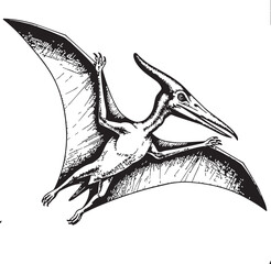 Pterodactyl soaring with outstretched wings in a simple illustrative style against a white background for educational purposes © SD DESIGN STUDIO