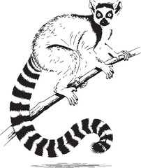 Ring-tailed lemur clinging to a branch in a simple line art style for educational materials © SD DESIGN STUDIO