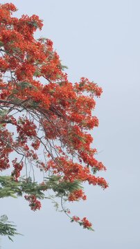 Royal Poinciana tree swaying in the wind