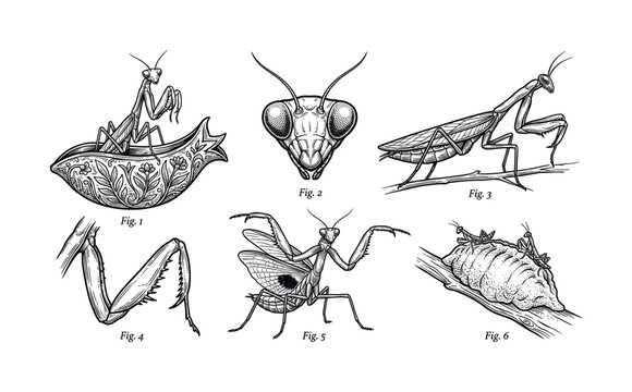 Praying mantis anatomy line icon set in vintage scientific engraving style