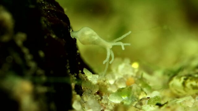 Hydra in a freshwater pond, shortly after swallowing a copepod, showing bulge in stomach, macro close-up. 
