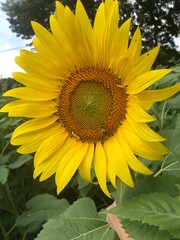 Obraz premium sunflower on the field