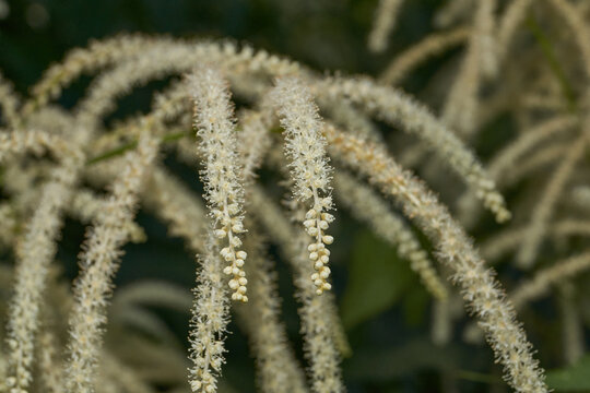 Aruncus (Latin Aruncus) blooms in the garden. Inflorescences of the Aruncus.