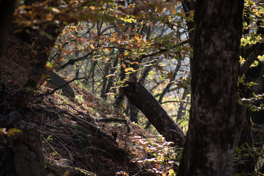 Landscape with beautiful fog in forest on hill or Trail through a mysterious winter forest with autumn leaves on the ground. Road through a winter forest. Magical atmosphere. Azerbaijan nature