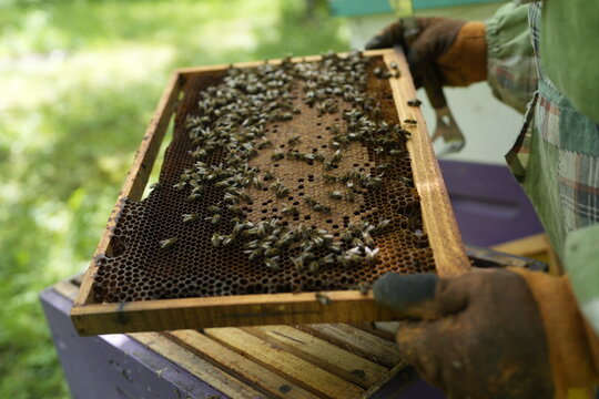 Close-Up of Healthy Bees Covering Honeycomb Frame Held by Beekeeper During Hive Inspection in Summer Apiary for Honey Production