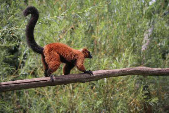 maki vari funambule 