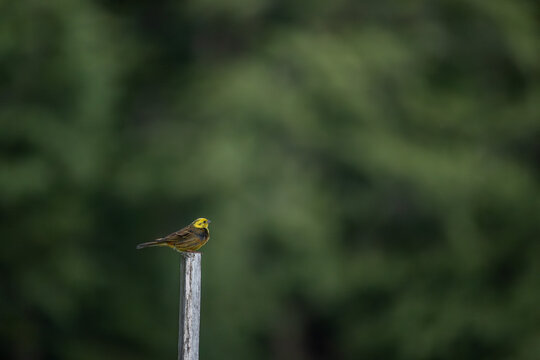 Yellowhammer Bird on Wooden Stake with Copy Space