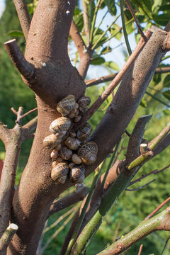 Snails have complex organ systems and anatomies that differ greatly from most animals. Snails and most other Mollusca share three anatomical features; the foot, the mantle, and the radula.