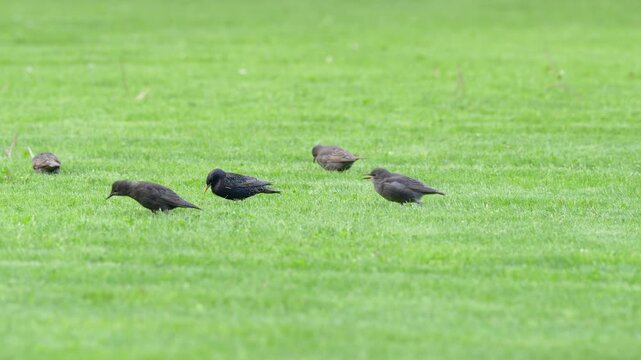 Group of European starlings (Sturnus vulgaris) chicks and adult bird parent feeding on grass lawn in park, juvenile starlings run after their parent begging for food, wild birds behavior in nature.
