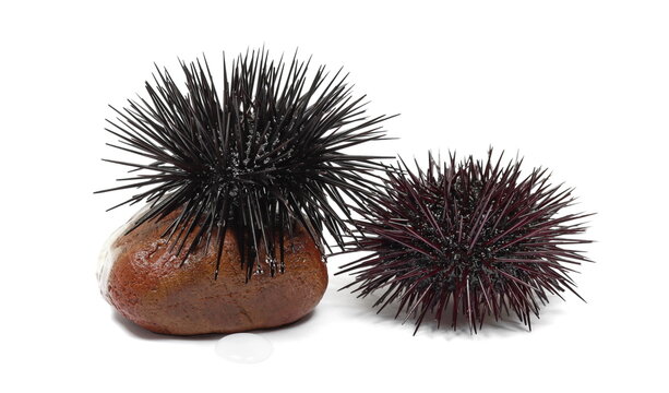Black and red sea urchin on stone, Arbacia lixula, isolated on white background, side view