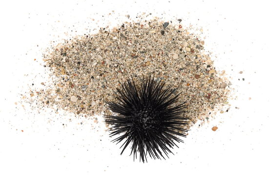 Sea urchin on pile dry sand isolated on white, top view 