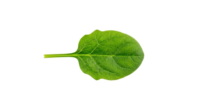 Fresh green broccoli with long stem on white background.