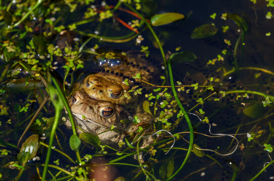 Common toads mating in a pond during spring breeding season. Pair of European toads in amplexus behavior