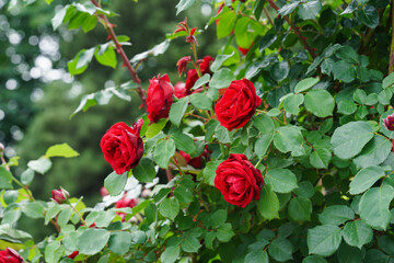 Obraz premium Branch of delicate red roses in full bloom growing in summer garden. Romantic floral background with natural light, decorative flowers and green foliage. Spring and nature, gardening, plant breeding.
