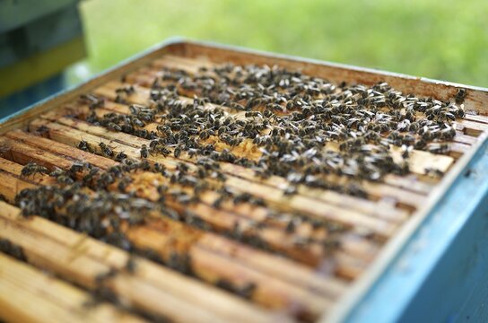 Open Beehive Box with Wooden Frames Covered in Swarming Honeybees at Outdoor Apiary in Summer