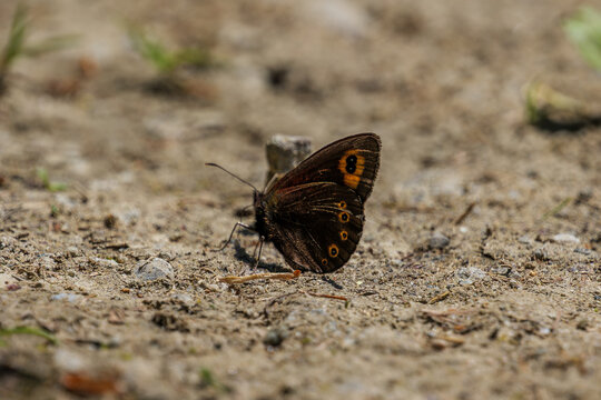 Brown speckled wood butterfly resting on dry sandy ground in spring. Close-up of wild insect wings