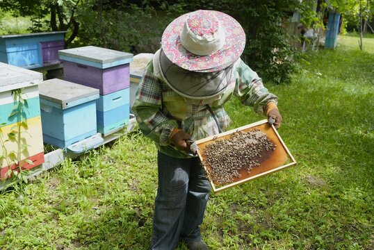 Female Beekeeper in Protective Suit and Hat Inspecting Honeycomb Frame with Bees at Colorful Outdoor Apiary During Summer Honey Production