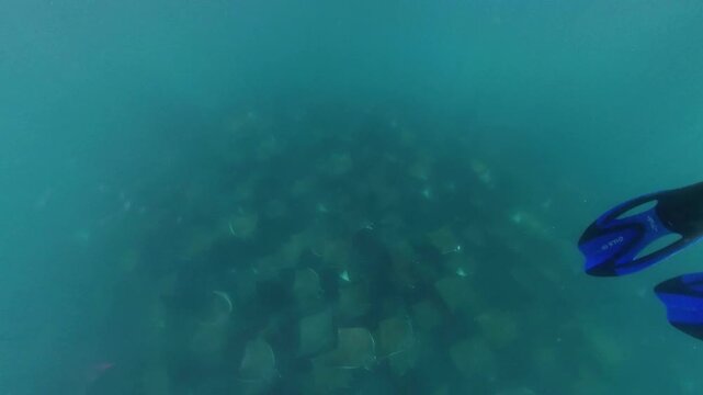 360 underwater footage of a massive school of mobula rays swimming gracefully in Baja California Sur, creating a mesmerizing spectacle in crystal-clear blue water.