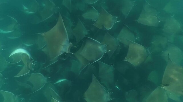 360 underwater footage of a massive school of mobula rays swimming gracefully in Baja California Sur, creating a mesmerizing spectacle in crystal-clear blue water.
