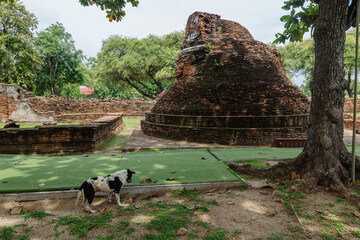 A black and white dog stands on artificial turf near ancient brick ruins in Ayutthaya Historical Park, Thailand. The ruins are believed to be part of a historical temple complex. © Zenstratus