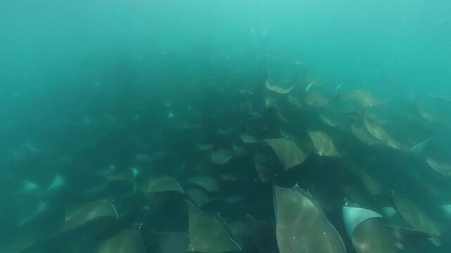 360 underwater footage of a massive school of mobula rays swimming gracefully in Baja California Sur, creating a mesmerizing spectacle in crystal-clear blue water.