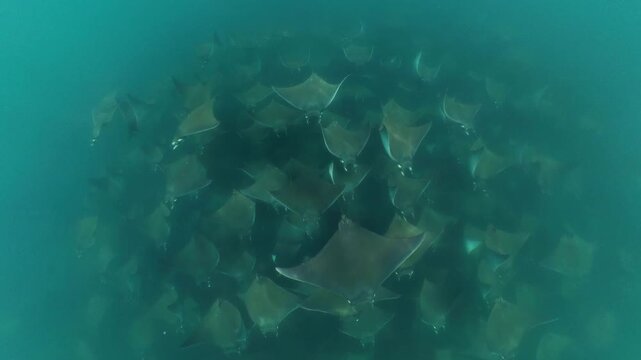 360 underwater footage of a massive school of mobula rays swimming gracefully in Baja California Sur, creating a mesmerizing spectacle in crystal-clear blue water.