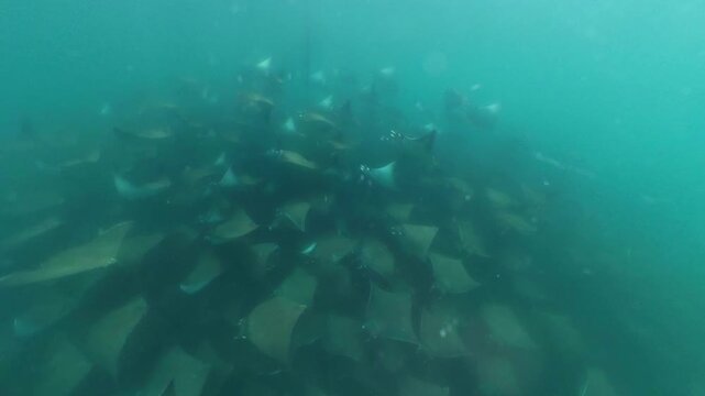 360 underwater footage of a massive school of mobula rays swimming gracefully in Baja California Sur, creating a mesmerizing spectacle in crystal-clear blue water.