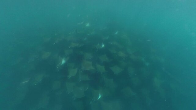 360 underwater footage of a massive school of mobula rays swimming gracefully in Baja California Sur, creating a mesmerizing spectacle in crystal-clear blue water.