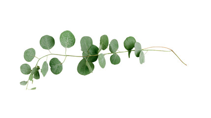 Obraz premium Eucalyptus branch isolated with transparent background png