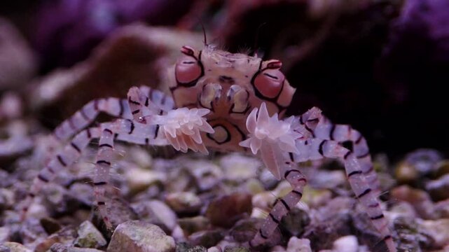Crab Lybia tessellata with anemones