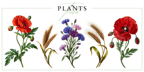 Obraz premium Field flowers and ears of corn isolated on a white background. Vintage painting style illustration.