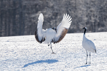 Obraz premium Red-crowned crane landing on snowy field in Tsurui Village, Hokkaido / 北海道鶴居村の雪原に舞い降りる丹頂