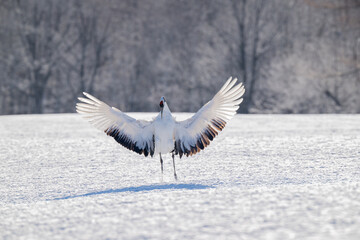 Obraz premium Red-crowned crane landing on snowy field in Tsurui Village, Hokkaido / 北海道鶴居村の雪原に舞い降りる丹頂