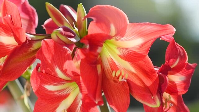 Amaryllis flowers blooming in a garden, red Hippeastrum Reginae close up, bunch of beautiful spring Amaryllis, bulbous plant. Slow motion 