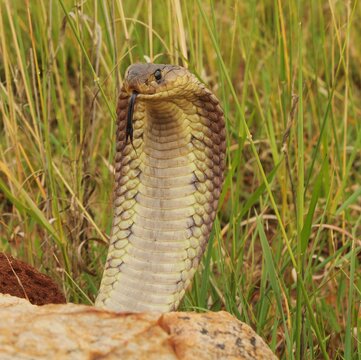 A regal-looking snouted cobra (Naja annulifera), North West province, South Africa 