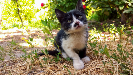 Tuxedo kitten sitting in a sunny summer garden © VEVELOX