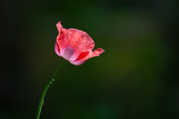 Obraz premium Selective focus of Papaver somniferum with warm sunlight in summer, Commonly known as the opium poppy or breadseed poppy, Pink red flower in the garden with lush green grass, Natural floral background