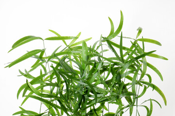Fototapeta premium Branches with green bamboo leaves on white background