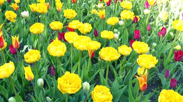 Beautiful peony tulips blooming in sunny field. Yellow and red double-flowered flowers grow in a spring garden. Natural background 4K footage.