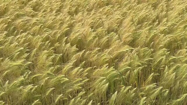 ein Gerstenfeld bewegt sich im Wind