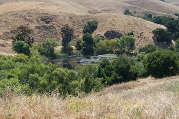 Fototapeta premium Hidden Water in the Dry Hills: A Quiet Pond Nestled Among Green Trees and Golden Slopes
