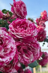 Fototapeta premium Pink rose flowers and green leaves on bush outdoors, closeup