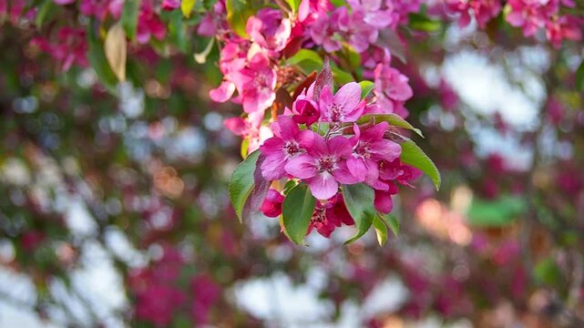 Bright pink apple blossoms bloom on branch with green leaves. Beautiful crabapple flowers grow in sunny spring garden close up. Nature slow motion footage.